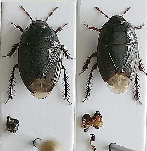Réf. 230 099 : Geotomus punctulatus